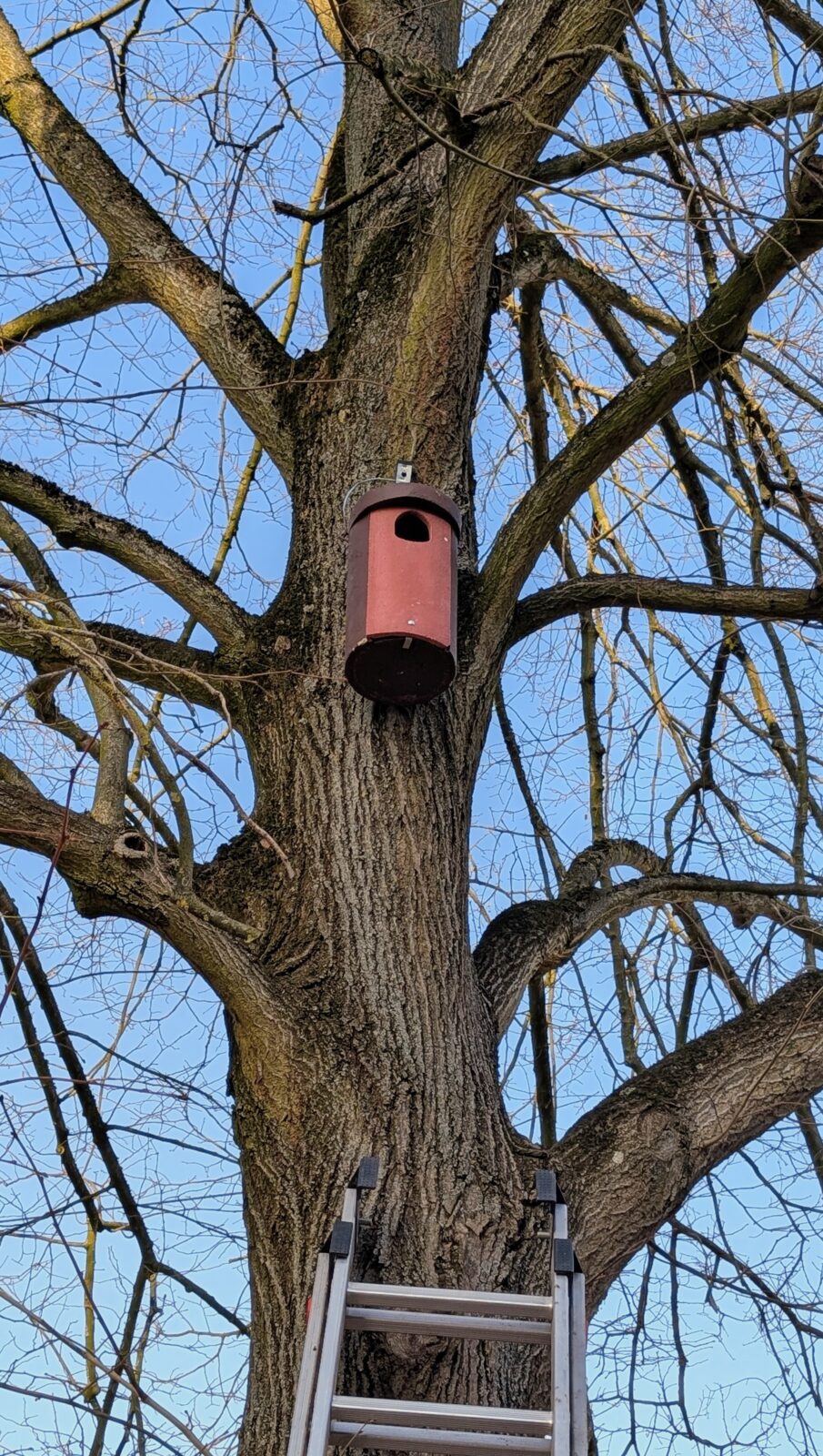 Nistkasten für Dohlen